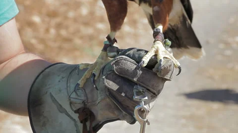 Talons of an eagle on falconer's hand Stock-Footage 56524107
