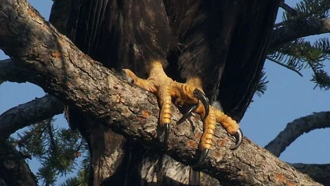 Talons of immature, Bald eagle on branch, closeup, 4k Stock Footage 281122135