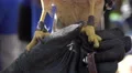 Talons Of Red Shouldered Hawk On Handeler's Glove 4k or 4k+ Resolution