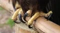 Talons of sea eagle HD Footage
