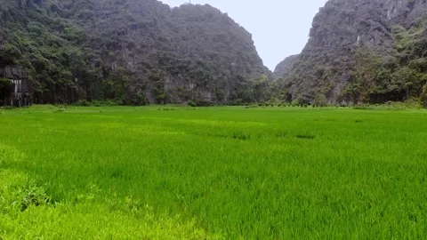 Tam Coc Bich Dong aerial view rice field on Ngo Dong, Ninh Binh, Viet Nam Video stock 248055152