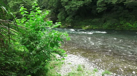 Tama River Flows Thru Green Forest Stock Footage 50638737