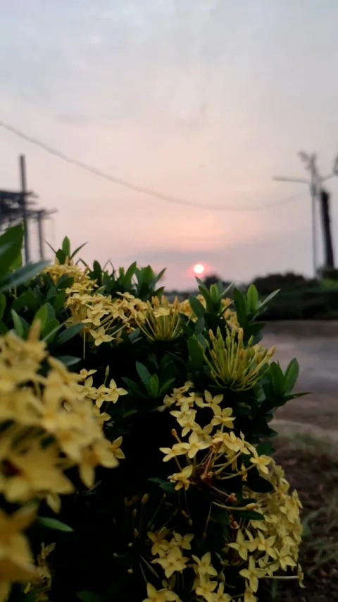 Taman dan sore hari Stock Footage 274177210