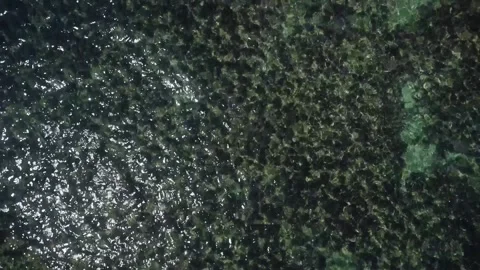 Tamar project foundation Stock Footage 238490098