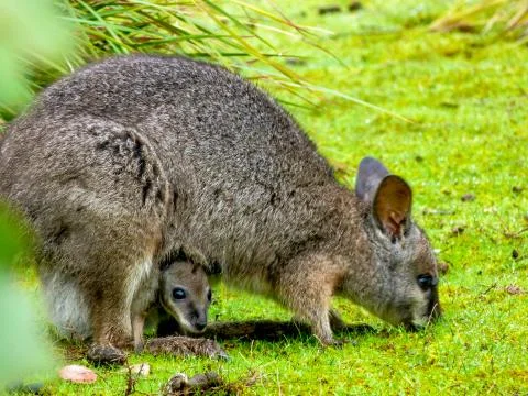 Tamar Wallaby Stock Photos