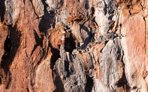 Tamarack Bark Closeup Stock Photos