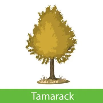 Tamarack cartoon tree Stock Illustration