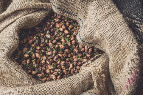 Tamarack Cones in Burlap Sack Stock Photos