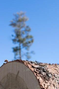 Tamarack Log with White Pine Background Stock Photos