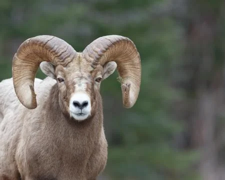 Tamarack Ram Фото
