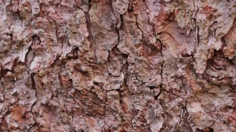 Tamarack tree bark crane-up Video stock 152833436