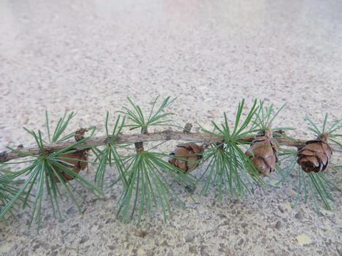 Tamarack Tree Branch Stock Photos