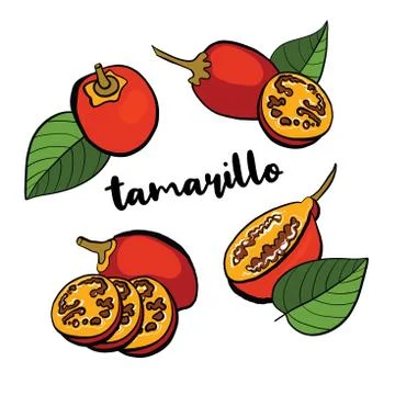 Tamarillo hand drawn doodle set. Vector illustration. Stock Illustration