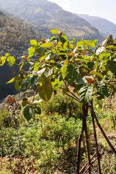 Tamarillo or tomato tree Stock Photos
