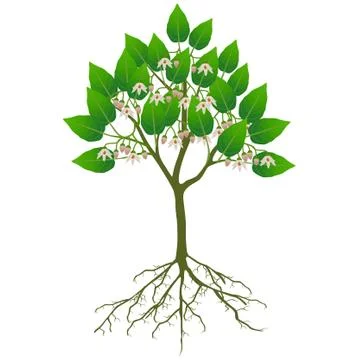 Tamarillo tree with flowers on a white background Stock Illustration