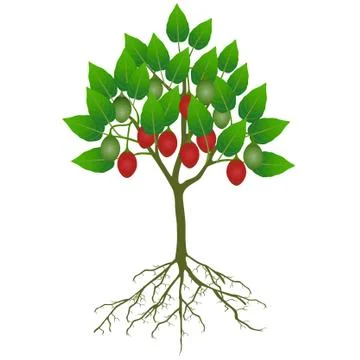 Tamarillo tree with fruit and roots on a white background Stock Illustration