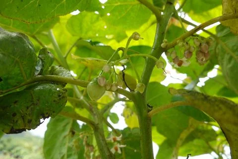 Tamarillo tree growing young fruit and flowers 写真素材