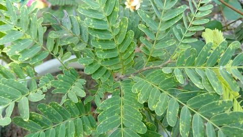 Tamarim leaf Stock Photos