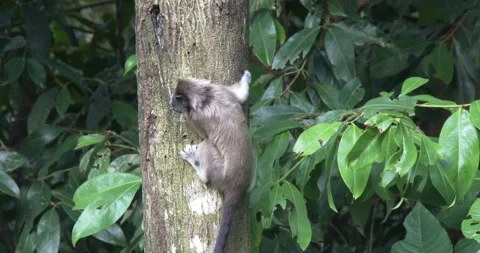 Tamarin 2 Stock Footage 256250960