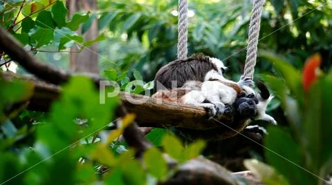 Tamarin edipo (Saguinus oedipus), a small New World monkey Stock Photos