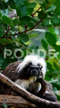 Tamarin edipo (Saguinus oedipus), a small New World monkey Stock Photos