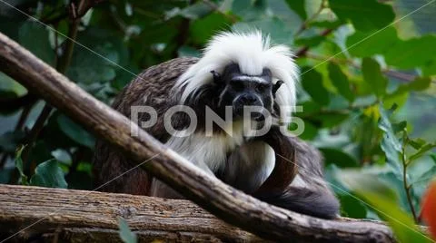 Tamarin edipo (Saguinus oedipus), a small New World monkey Stock Photos