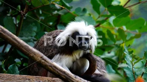 Tamarin edipo (Saguinus oedipus), a small New World monkey Stock Photos