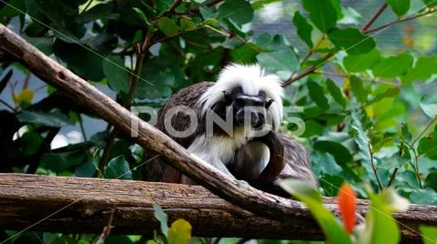 Tamarin edipo (Saguinus oedipus), a small New World monkey Stock Photos