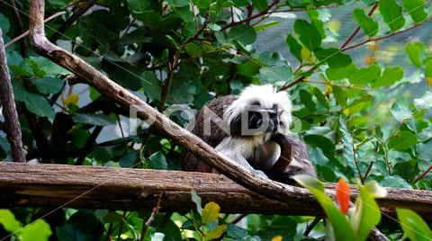 Tamarin edipo (Saguinus oedipus), a small New World monkey Stock Photos