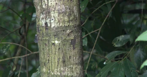 Tamarin Stock Footage 256250379