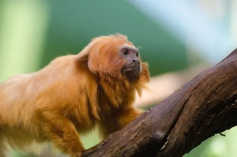 Tamarin Monkey on Branch Stock-Fotos