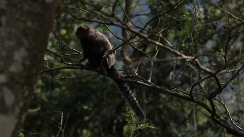 Tamarin Monkey Stock Footage 78118482