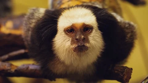 Tamarin  monkey Stock Footage 238951589