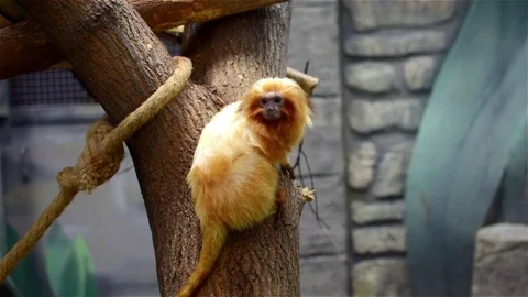 Tamarin monkey looking at camera and sitting on tree. Lives it monkey's life. Stock Footage 83267825