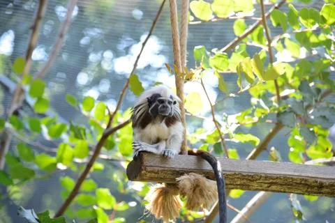 Tamarin monkey Foto stock
