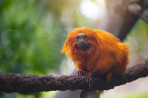 Tamarin Monkey Stock Photos