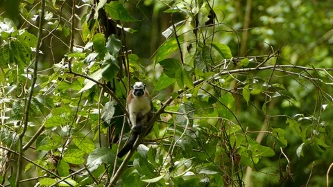 Tamarin Monkey scratching its tail Video stock 114641138