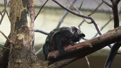Tamarin Monkey Sitting on Branch in Enclosure Stock Footage 304802259