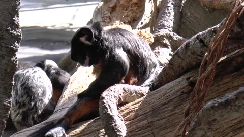 Tamarin Monkey Sitting Down Preening Stock-Footage 237937257