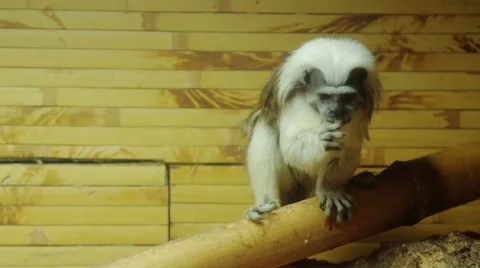 Tamarin Monkeys Stock Footage 44547958