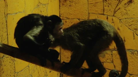 Tamarin Monkeys Vídeo Stock 44548986