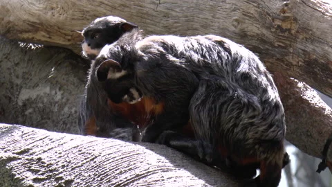 Tamarin Monkeys Sitting on a Rock Stock Footage 237937539
