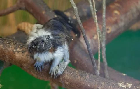 Tamarin Stock Photos