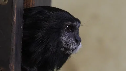 Tamarin sitting on a branch Stock Footage 263051076