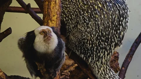 Tamarin sitting Stock Footage 263887971