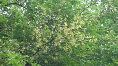 Tamarind blossoms 스톡 동영상 346146132
