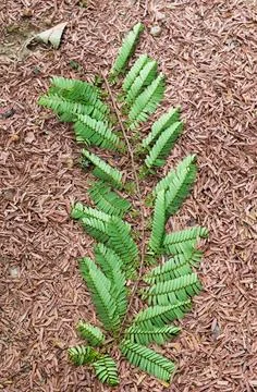 Tamarind branch fall on leaf Stock Photos