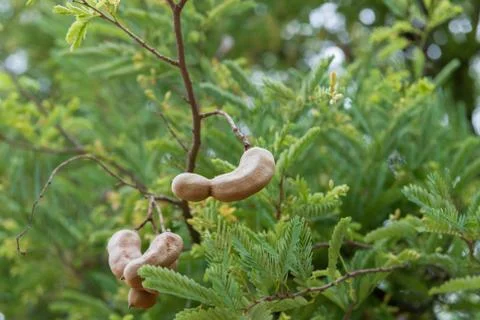 Tamarind to eat Stock Photos