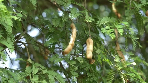 Tamarind fruit close up view in the wind. Stockbeeldmateriaal 322025313
