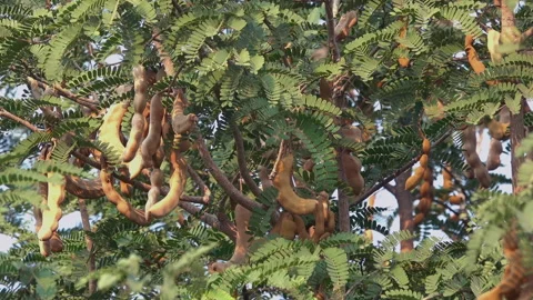 Tamarind fruit 스톡 동영상 290179546